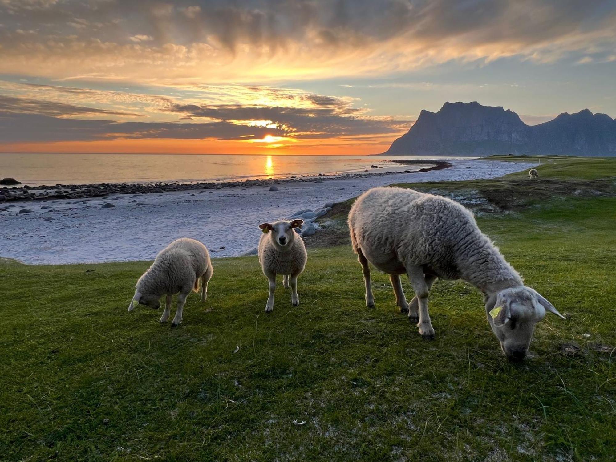 Feriehus Fisherman's Cabin, Lofoten - 12 Teronbua *